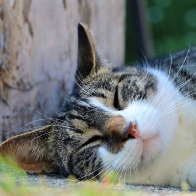 Kater Klaus im Land der Tiere, einem Lebenshof für ehemalige "Nutztiere" in Mecklenburg-Vorpommern, idyllisch gelegen im Biosphärenreservat Flusslandschaft Elbe zwischen Hamburg und Berlin