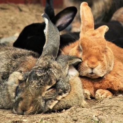 Die Kaninchen Renate, Linus, Molly und Alf im Land der Tiere, dem veganen Tierschutzzentrum zwischen Hamburg, Berlin und Lüneburg