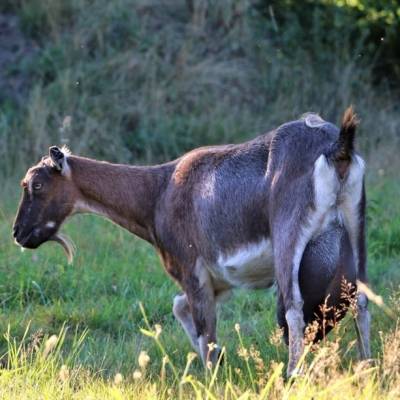 Lohreley, gerettete Ziegen im Land der Tiere, dem veganen Tierschutzzentrum zwischen Hamburg, Berlin und Lüneburg