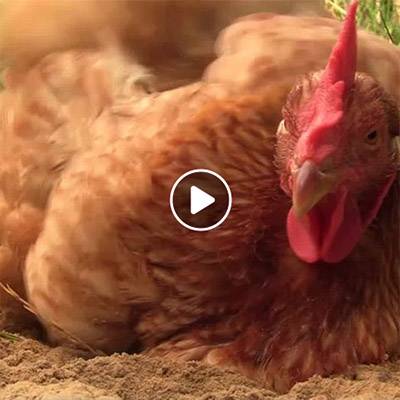 Die Meiers, gerettete Hennen im Land der Tiere, dem veganen Tierschutzzentrum zwischen Hamburg, Berlin und Lüneburg
