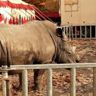 Nashorn im Zirkus (ARIWA - Animal Rights Watch e.V.-Archiv-Fotos, ©Klaus Musanke)