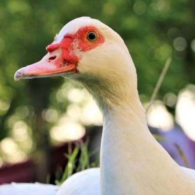 Ente Eva im Land der Tiere, dem veganen Tierschutzzentrum zwischen Hamburg, Berlin und Lüneburg