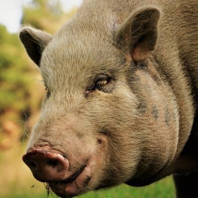 Minischwein Lilli im Land der Tiere, dem veganen Lebenshof zwischen Hamburg, Lüneburg und Berlin