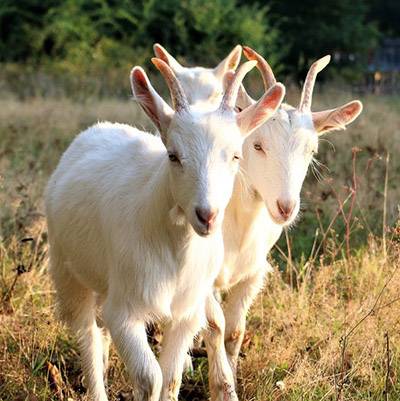 Die Ziegen Ärnie & Bärt im Land der Tiere, dem veganen Tierschutzzentrum zwischen Hamburg, Berlin und Lüneburg