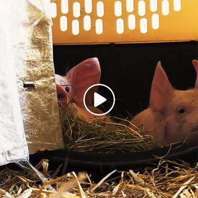 Die Schweine Annie & Rosalie 2016 bei ihrer Ankunft im Land der Tiere, dem veganen Tierschutzzentrum zwischen Hamburg, Berlin und Lüneburg