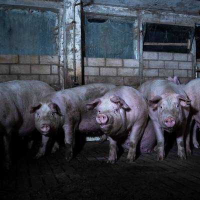 Eine Gruppenbucht mit Spaltenböden (ARIWA - Animal Rights Watch e.V.)