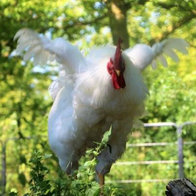 Herr Wiesengrün streckt seine Flügel im Land der Tiere, dem veganen Tierschutzzentrum zwischen Hamburg, Berlin und Lüneburg
