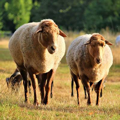 Die geretteten Schafe Fritzi und Fanta, Mutter und Tochter, im Land der Tiere, dem veganen Tierschutzzentrum zwischen Hamburg, Berlin und Lüneburg