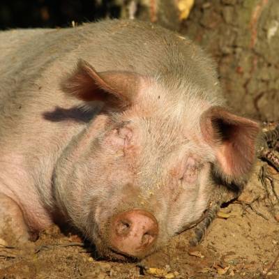 Schwein Prinzessin Lulu im Land der Tiere, dem veganen Tierschutzzentrum zwischen Hamburg, Berlin und Lüneburg