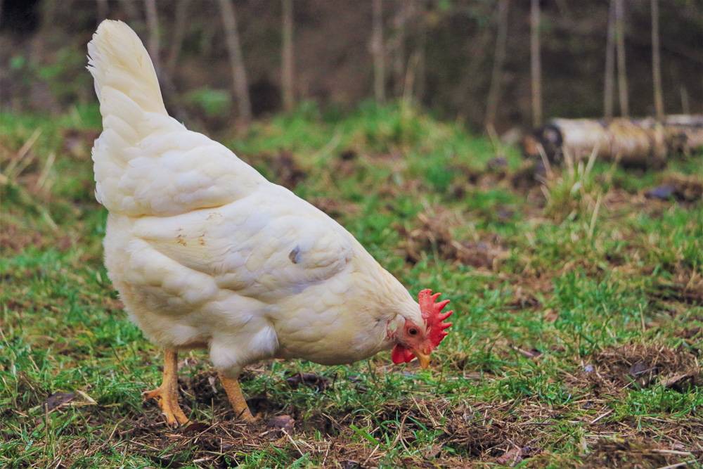 Huhn Matrix im Land der Tiere, dem veganen Tierschutzzentrum zwischen Hamburg, Berlin und Lüneburg