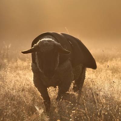 Schaf Max im Land der Tiere, einem Lebenshof für ehemalige "Nutztiere" in Mecklenburg-Vorpommern, idyllisch gelegen im Biosphärenreservat Flusslandschaft Elbe zwischen Hamburg und Berlin