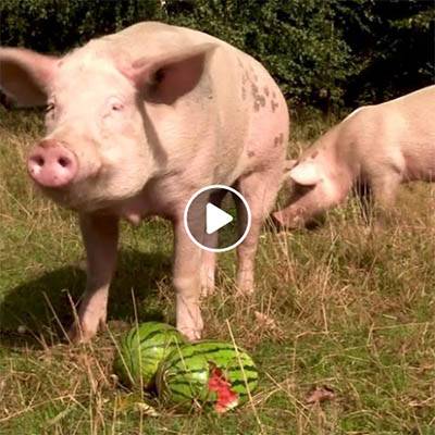 "Melonenparty" im Schweineland im Land der Tiere, dem veganen Lebenshof zwischen Hamburg, Lüneburg und Berlin