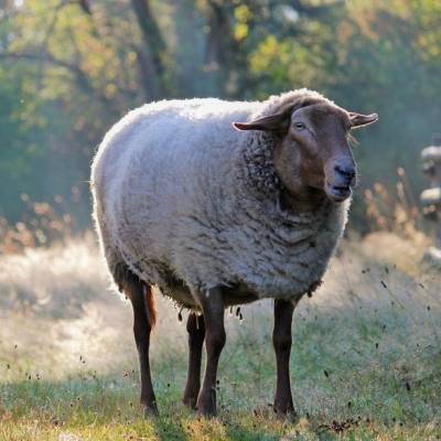 Schaf Ronja im Land der Tiere, dem veganen Tierschutzzentrum zwischen Hamburg, Berlin und Lüneburg