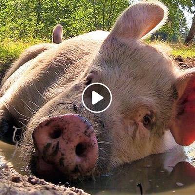 Feinstes Badewetter im Schweineland! ☀Poolparty mit den "Bademeister*innen" Felix, Knut, Helge, Pippa, Resi, Lulu, Anni & Rosalie im Land der Tiere, dem veganen Tierschutzzentrum zwischen Hamburg, Berlin und Lüneburg