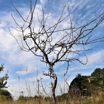 Die letzten Dürresommer zeigen ihre Auswirkungen auf die Vegetation im Land der Tiere