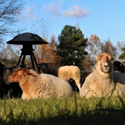 Die Schafe vor der alten NVA-Sirene im Land der Tiere, dem veganen Tierschutzzentrum zwischen Hamburg, Berlin und Lüneburg