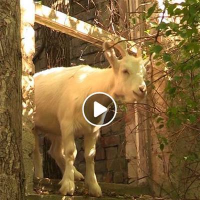 Die Ziegen streifen durch die alten NVA-Ruinen im Land der Tiere, dem veganen Tierschutzzentrum zwischen Hamburg, Berlin und Lüneburg