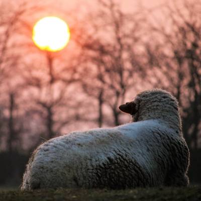 Schaf Max im Land der Tiere, dem veganen Tierschutzzentrum zwischen Hamburg, Berlin und Lüneburg