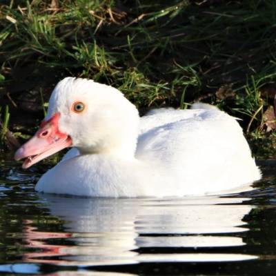 Ente Elliot im Land der Tiere, dem veganen Tierschutzzentrum zwischen Hamburg, Berlin und Lüneburg