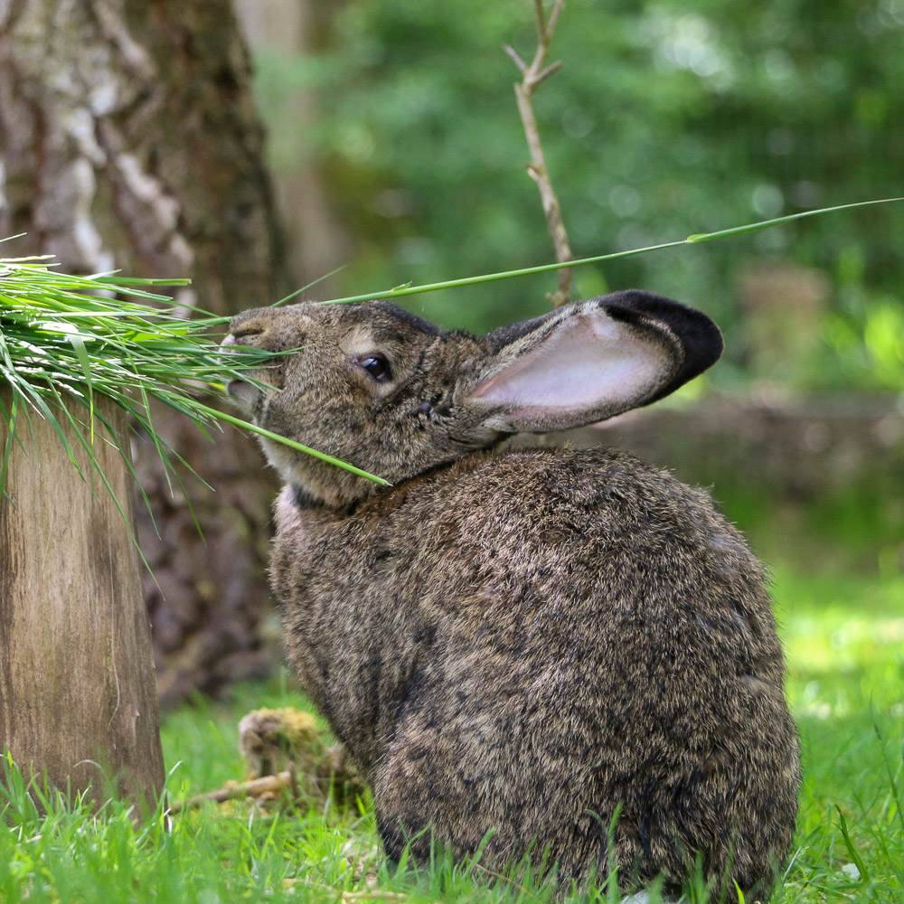 Kaninchen Emil im Land der Tiere, dem veganen Tierschutzzentrum zwischen Hamburg, Berlin und Lüneburg