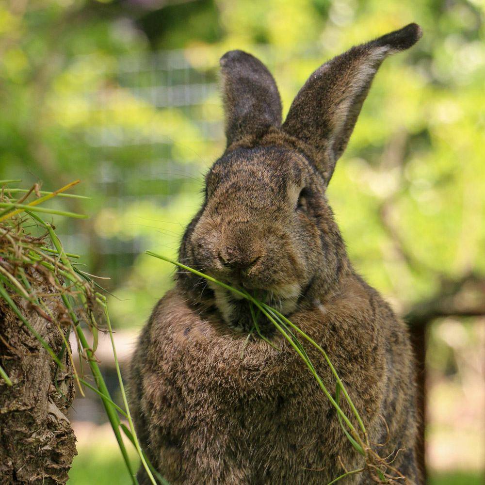 Kaninchen Emil im Land der Tiere, dem veganen Tierschutzzentrum zwischen Hamburg, Berlin und Lüneburg