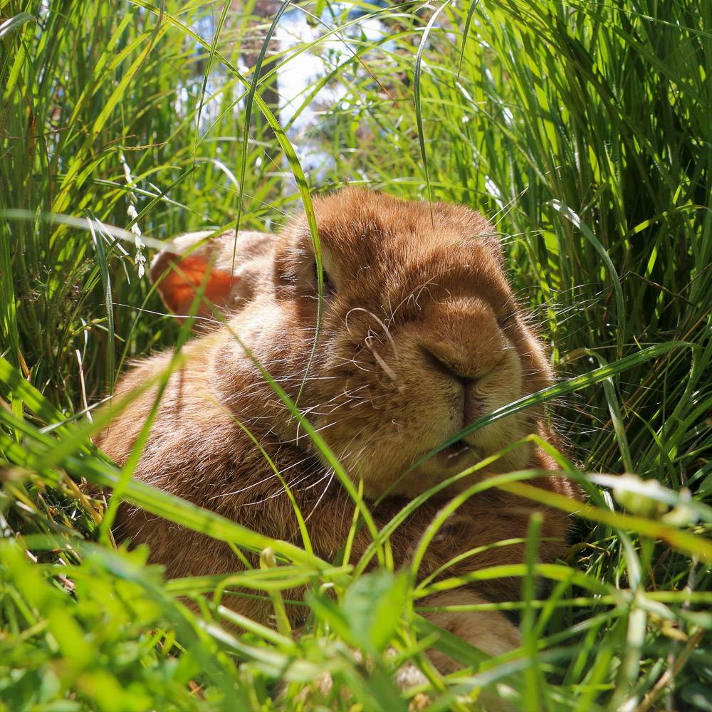 Kaninchen Linus im Land der Tiere, dem veganen Tierschutzzentrum zwischen Hamburg, Berlin und Lüneburg