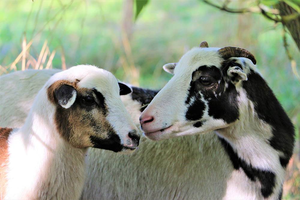 Die Schafe Marzi Pan und Maja im Land der Tiere, dem veganen Tierschutzzentrum zwischen Hamburg, Berlin und Lüneburg