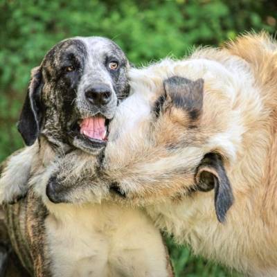 Die Hündinnen Muli & Nica im Land der Tiere, dem veganen Tierschutzzentrum zwischen Hamburg, Berlin und Lüneburg