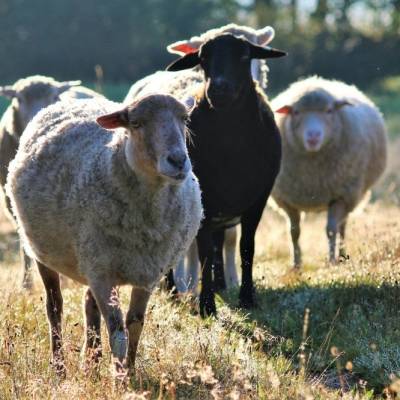 Die Schafe Mupf, Momo, Lisa, Sina & Holly im Land der Tiere, dem veganen Tierschutzzentrum zwischen Hamburg, Berlin und Lüneburg