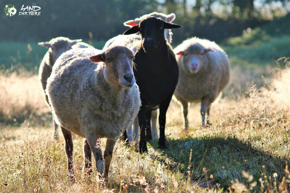 Die Schafe Mupf, Momo, Lisa, Sina & Holly im Land der Tiere, dem veganen Tierschutzzentrum zwischen Hamburg, Berlin und Lüneburg