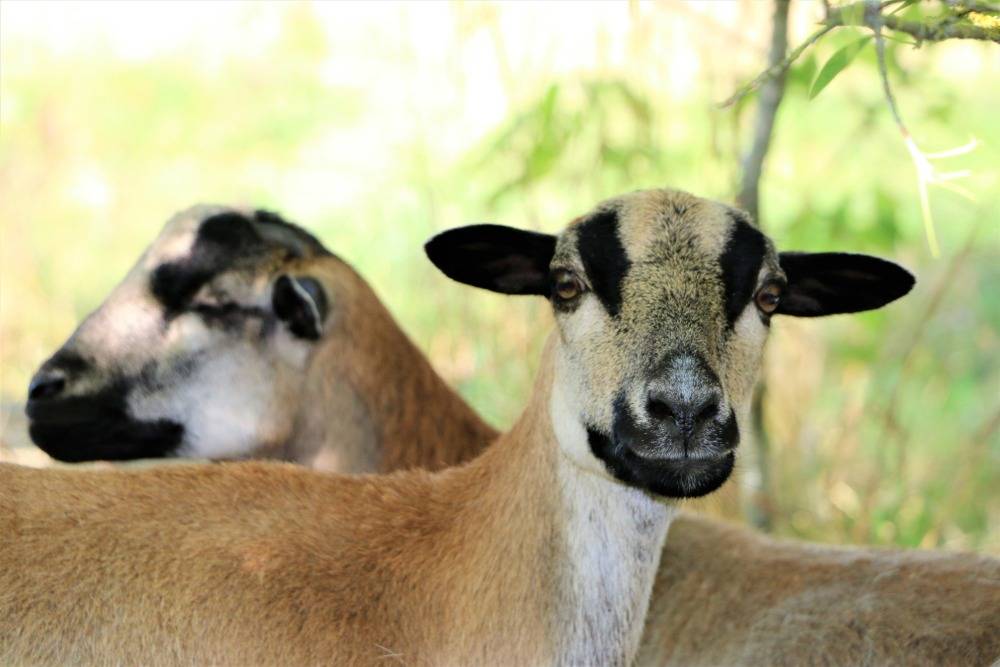 Schafe Pimpinella und Kalle im Land der Tiere, dem veganen Tierschutzzentrum zwischen Hamburg, Berlin und Lüneburg