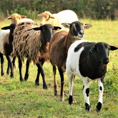 Die Schafe im Land der Tiere, dem veganen Tierschutzzentrum zwischen Hamburg, Berlin und Lüneburg