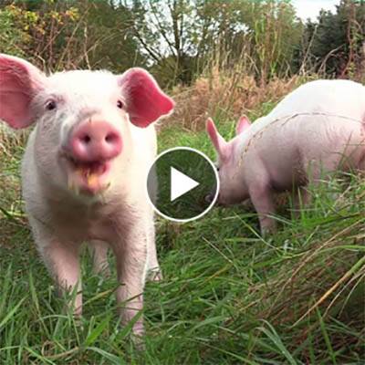 Die Ferkel Anni & Rosalie im Land der Tiere, dem veganen Tierschutzzentrum zwischen Hamburg, Berlin und Lüneburg