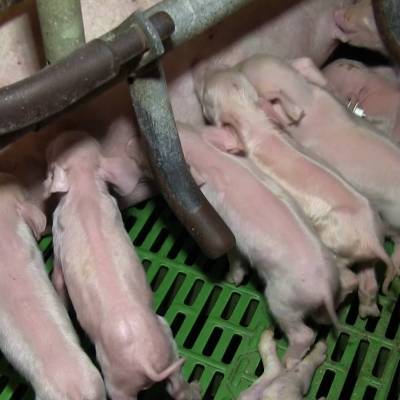 ARIWA-Recherche: Sau säugt Ferkel
