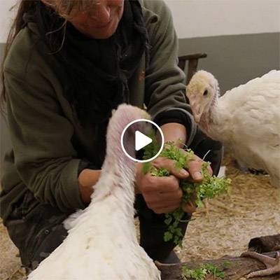 Die Puter Claudius & Bibo im Land der Tiere, dem veganen Tierschutzzentrum zwischen Hamburg, Berlin und Lüneburg