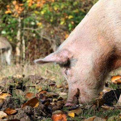 Gerettetes Schwein Felix im Land der Tiere, dem veganen Tierschutzzentrum zwischen Hamburg, Berlin und Lüneburg