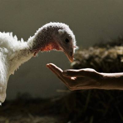 Pute Mathilda im Land der Tiere, dem veganen Tierschutzzentrum zwischen Hamburg, Berlin und Lüneburg