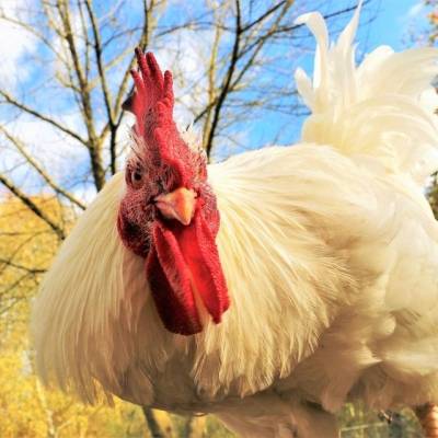 Gerettete "Masthühner", die Wiesengrüns, im Land der Tiere, dem veganen Tierschutzzentrum zwischen Hamburg, Berlin und Lüneburg