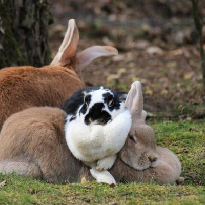 Petrasilia, Pfefferminza und Herr Möhritz, gerettete Kaninchen im Land der Tiere, dem veganen Tierschutzzentrum zwischen Hamburg, Berlin und Lüneburg