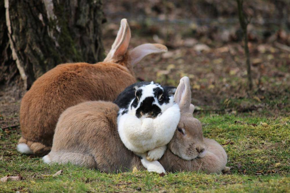 Petrasilia, Pfefferminza und Herr Möhritz, gerettete Kaninchen im Land der Tiere, dem veganen Tierschutzzentrum zwischen Hamburg, Berlin und Lüneburg