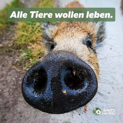 Alle Tiere wollen Leben!