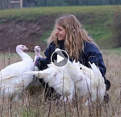 Gerettete "Mastputen" beim ersten Spaziergang in Freiheit im Land der Tiere, dem veganen Tierschutzzentrum zwischen Hamburg, Berlin und Lüneburg