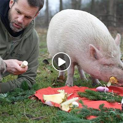 Die Minischweine Eddie & Lilli im Land der Tiere, dem veganen Tierschutzzentrum zwischen Hamburg, Berlin und Lüneburg