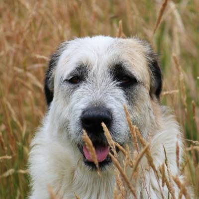 Hündin Nica im Land der Tiere, dem veganen Tierschutzzentrum zwischen Hamburg, Berlin und Lüneburg