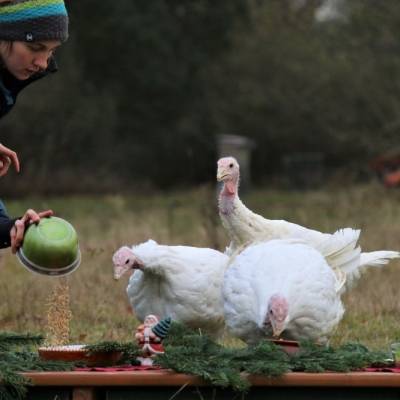 Die Puten beäugen neugierig den für sie gedeckten Weihnachtstisch im Land der Tiere, dem veganen Tierschutzzentrum zwischen Hamburg, Berlin und Lüneburg