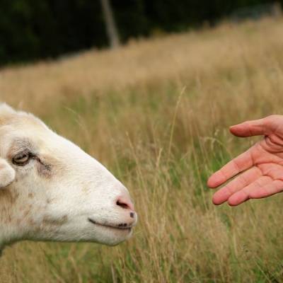 Schaf Ramona und eine Menschenhand im Land der Tiere, dem veganen Tierschutzzentrum zwischen Hamburg, Berlin und Lüneburg