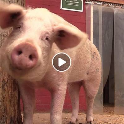 Schwein Rosalie im Land der Tiere, dem veganen Tierschutzzentrum zwischen Hamburg, Berlin und Lüneburg