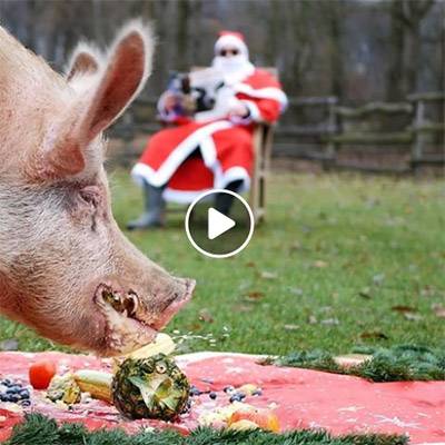 Weihnachten im Schweineland im Land der Tiere, dem veganen Tierschutzzentrum zwischen Hamburg, Berlin und Lüneburg