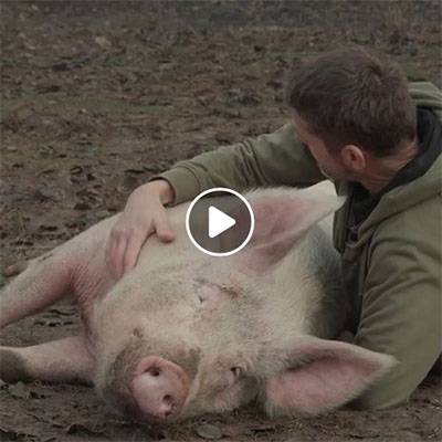 Schwein Anni & Mensch Jürgen im Land der Tiere, dem veganen Tierschutzzentrum zwischen Hamburg, Berlin und Lüneburg