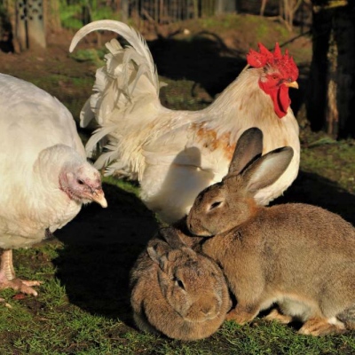 Drei Spezies: Pute Emily, die Hähne Wiesengrüns und Familie Dr. Hasenbein im Land der Tiere, dem veganen Tierschutzzentrum zwischen Hamburg, Berlin und Lüneburg